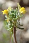 Linaria simplex