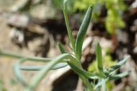 Linaria simplex