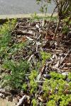 Linaria simplex