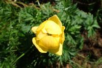 Trollius europaeus