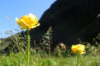 Trollius europaeus