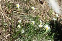 Ranunculus pyrenaeus