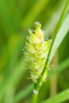 Carex hirta