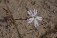 Silene portensis