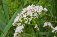 Valeriana officinalis