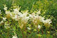 Filipendula ulmaria