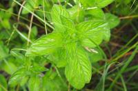 Mentha aquatica