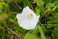 Convolvulus sepium