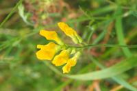 Lathyrus pratensis