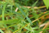 Lathyrus pratensis