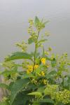 Lysimachia vulgaris