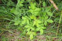 Agrimonia eupatoria