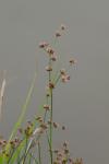 Juncus articulatus