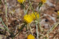 Centaurea solstitialis