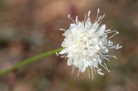 Cephalaria leucantha