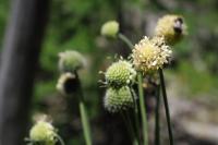 Cephalaria alpina