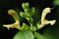 Salvia glutinosa