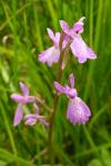 Anacamptis palustris