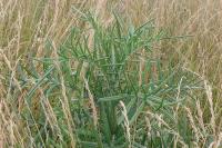 Cirsium eriophorum