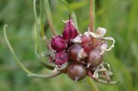 Allium scorodoprasum