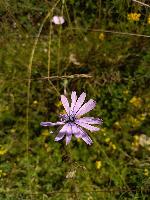 Lactuca perennis