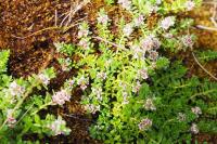 Lysimachia maritima