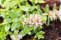 Lysimachia maritima