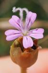 Petrorhagia nanteuilii