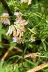 Vicia orobus