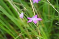 Campanula patula