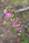 Erica cinerea