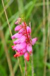 Erica ciliaris