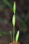 Danthonia decumbens