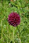 Allium sphaerocephalon