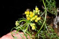 Jacobaea adonidifolia