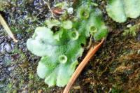 Marchantia polymorpha