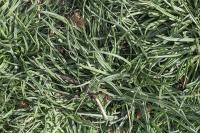 Plantago crassifolia