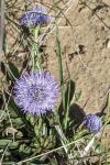 Globularia bisnagarica