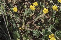Potentilla verna