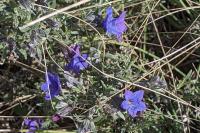 Lithodora fruticosa