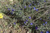 Lithodora fruticosa