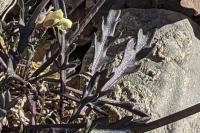 Brassica repanda subsp. saxatilis