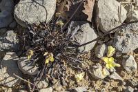 Brassica repanda subsp. saxatilis