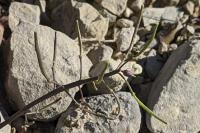 Brassica repanda subsp. saxatilis