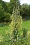 Verbascum lychnitis