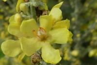 Verbascum lychnitis