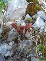 Sedum atratum