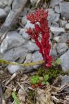Sedum atratum