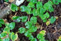 Maianthemum bifolium