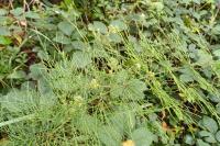 Equisetum sylvaticum